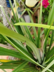Ropalidia variegata
