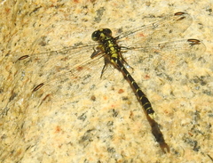Hemigomphus