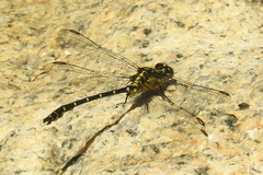 Hemigomphus