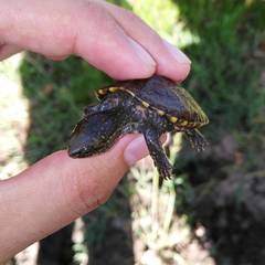 Kinosternon sonoriense