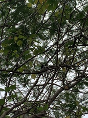 Copsychus saularis