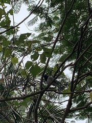 Copsychus saularis