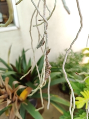 Ropalidia variegata