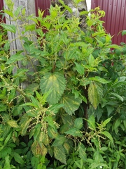 Urtica platyphylla