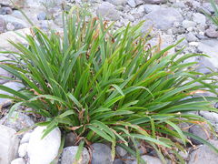 Zephyranthes candida