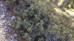 Chrysolepis sempervirens