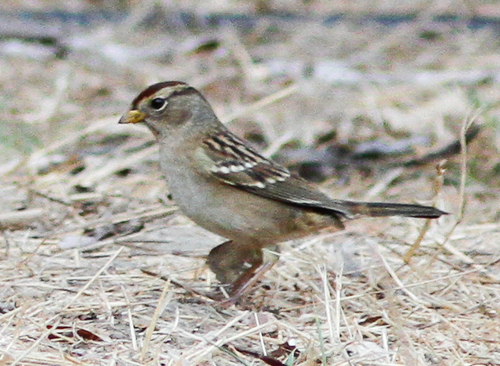 Nuttall's White-crowned Sparrow