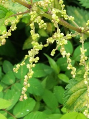 Urtica platyphylla