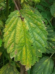 Urtica platyphylla