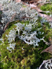 Cladonia caroliniana