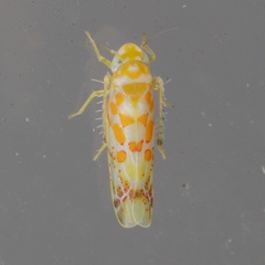 Dikrella maculata