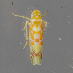 Dikrella maculata