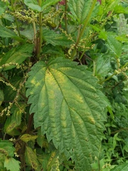 Urtica platyphylla