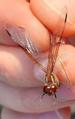 Perithemis domitia