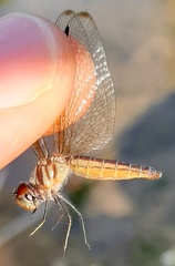 Perithemis domitia