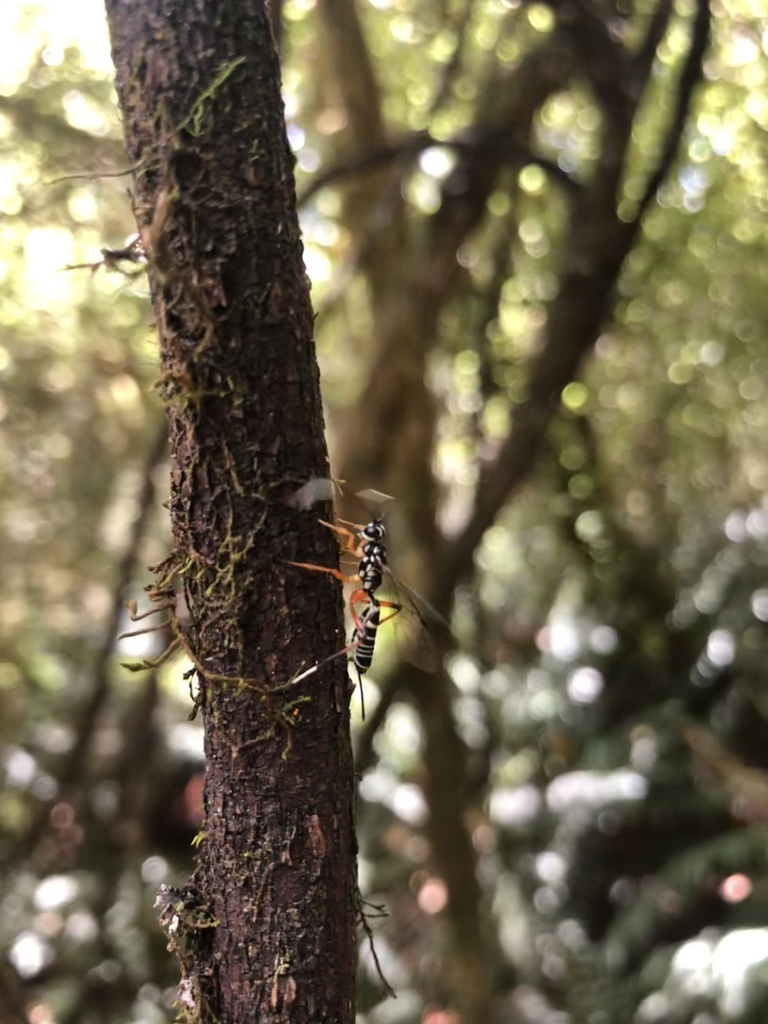 Lemon Tree Borer Parasitoid Wasp from Mount Aspiring National Park