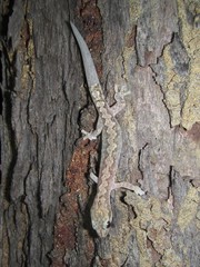 Amalosia rhombifer
