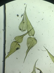 Pseudocampylium radicale