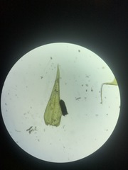 Pseudocampylium radicale