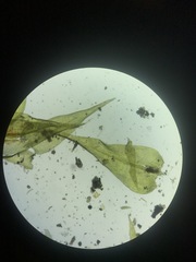 Pseudocampylium radicale