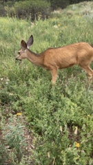 Odocoileus hemionus