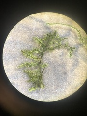 Pseudocampylium radicale