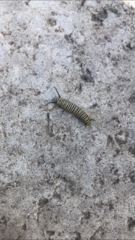 Danaus plexippus