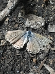 Leptotes trigemmatus