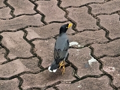 Acridotheres javanicus