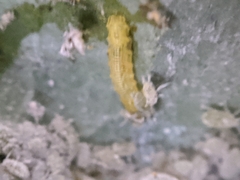 Syrphini