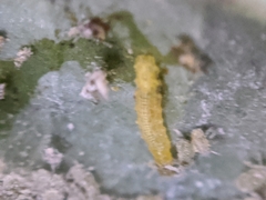 Syrphini