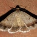 Plecoptera annexa - Photo no hay derechos reservados, subido por Joseph Heymans