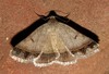 Plecoptera annexa - Photo Ningún derecho reservado, subido por Joseph Heymans