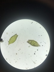 Pterigynandrum filiforme