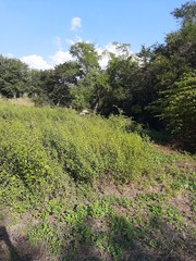 Macrothemis inequiunguis