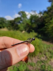 Macrothemis inequiunguis