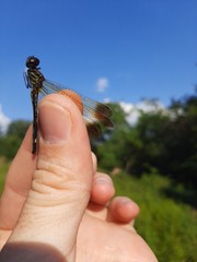 Macrothemis inequiunguis