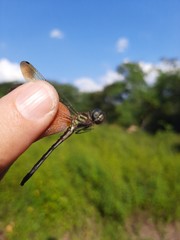 Macrothemis inequiunguis
