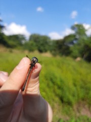 Macrothemis inequiunguis