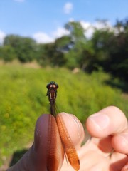 Macrothemis inequiunguis