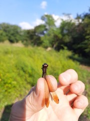 Macrothemis inequiunguis