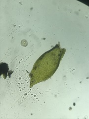 Pterigynandrum filiforme