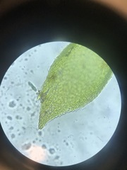 Pterigynandrum filiforme