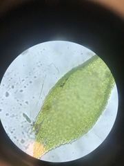 Pterigynandrum filiforme