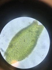 Pterigynandrum filiforme