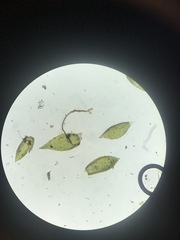 Pterigynandrum filiforme