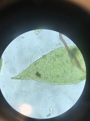 Pterigynandrum filiforme