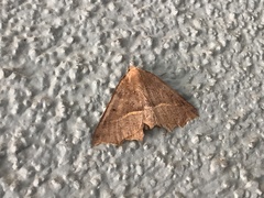 Tetracis cervinaria