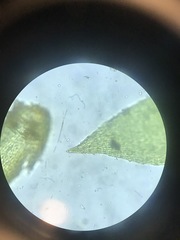 Pterigynandrum filiforme