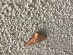Tetracis cervinaria
